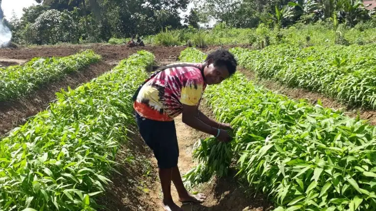 Membangun Pertanian dari Dusun: Jalan Panjang Menuju Kemandirian Pangan dan Ekonomi Papua