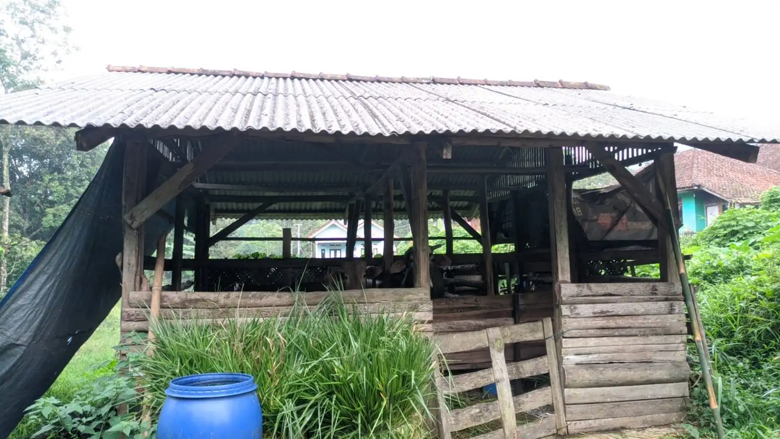 Budidaya Peternakan Semi Intensif